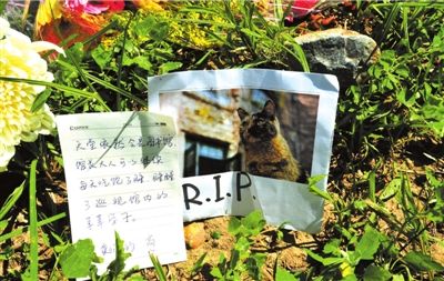清華大學“館長”貓死亡百余學子悼念1