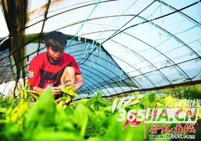研究生種菜“天之驕子”的菜農生活1