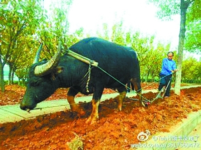 湖北高校操場邊水牛耕花壇引圍觀-中國教育1