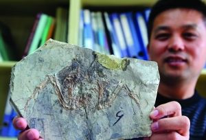 南京大學科學家發現恐龍死亡之謎:火山爆發所致-中國教育1