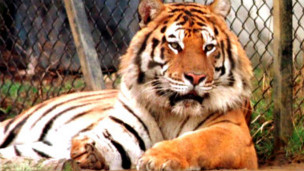 英媒2012:英國擬禁止馬戲團用野生動物1