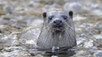 2013英國BBC:新視角下的英國野生動物[1]8