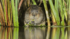 2013英國BBC:新視角下的英國野生動物[1]3