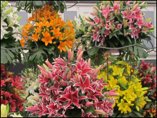 英國留學:探花：每年一度的切爾西花展1