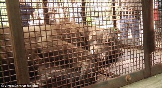 攝影師校園抓拍黑熊遭麻醉樹上墜落瞬間3