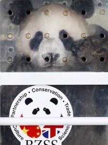 2012英國BBC:熊貓適應能力不錯 正倒時差2