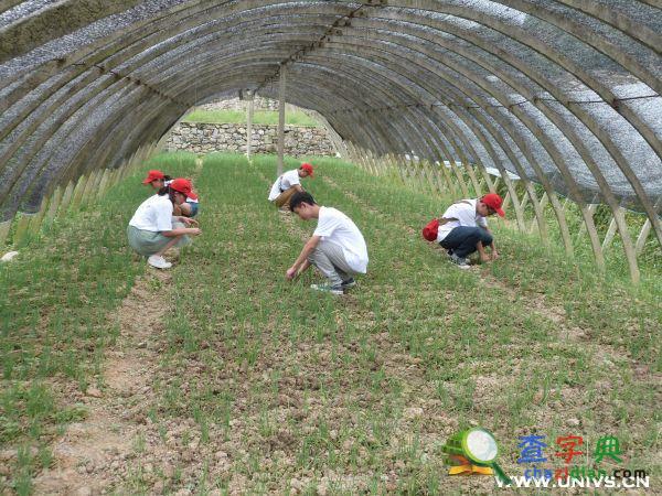 重理工商貿學院“三下鄉”調研蔬菜基地1