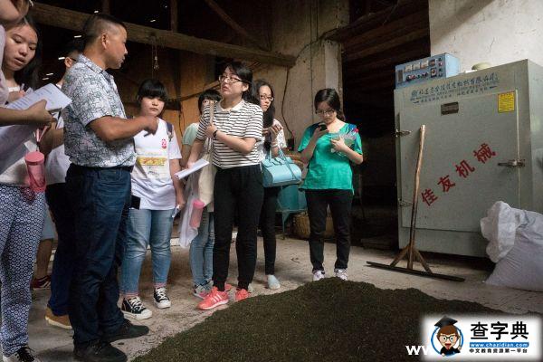 參觀民間茶坊 領略南方嘉木1