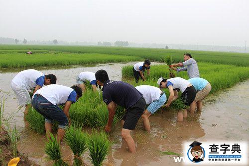 湖南農大學子體驗農民生活1