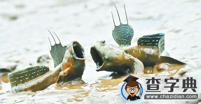彈涂魚上樹吃蝸牛？鄂教版小學二年級課文遭吐槽2