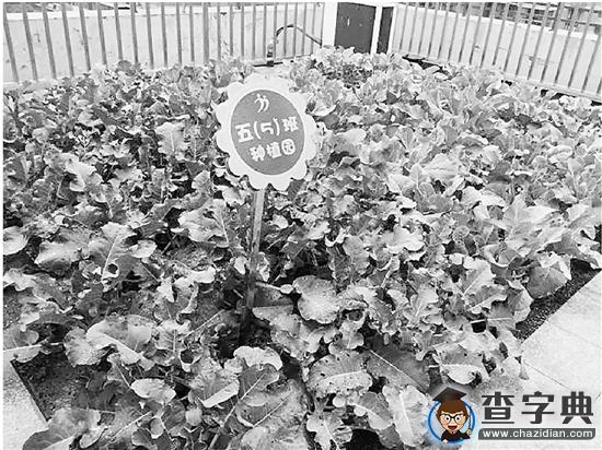 開學刷爆朋友圈的童話校園 孩子們說不僅漂亮而且好玩3