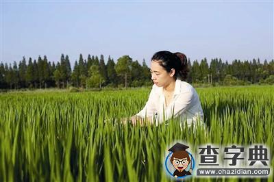 桐鄉90后大學生點燃“莊園夢”菊花地里種出專利水稻1