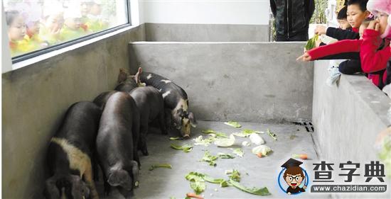 5只小豬住進小學，成了新任校園官寵1