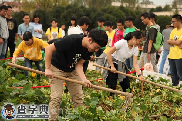 浙農林千名師生在小農場里農作，有人當場啃起了大蘿卜1