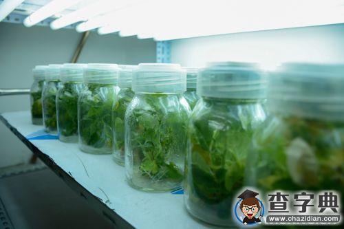 與試管花卉來場親密接觸3
