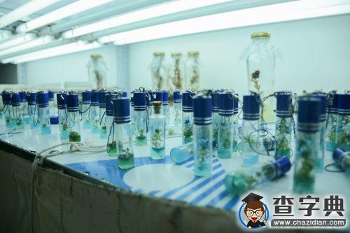 與試管花卉來場親密接觸2