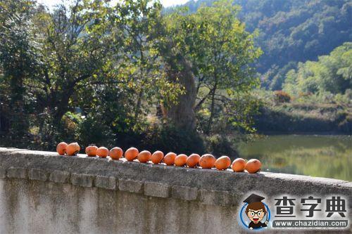 華中農業大學園林院學術年會展現光影科研路9
