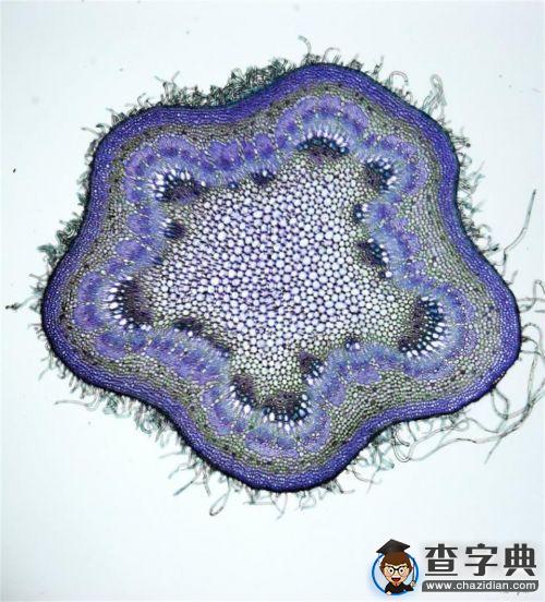 華中農業大學園林院學術年會展現光影科研路5