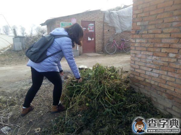 番茄棚內的更新換代2