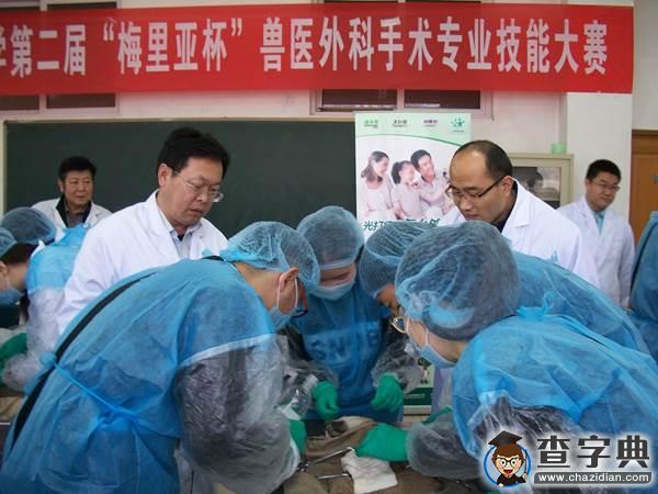 青島農大舉辦獸醫臨床外科手術專業技能大賽1