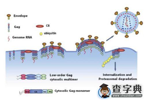 南開大學團隊發現“抗艾”藥物全新靶點1