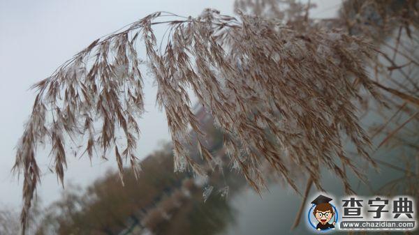 遇見 濱州學院初雪3