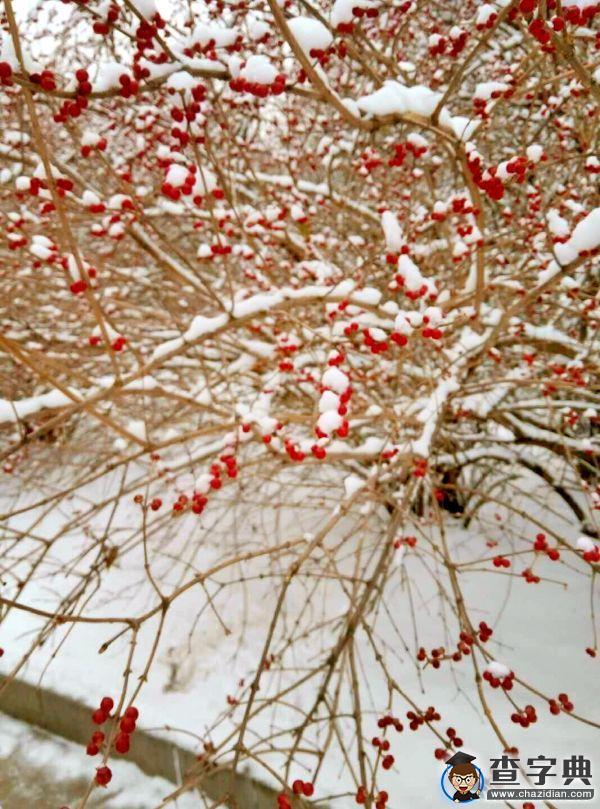 雪后的渤大：你負責美 我們負責除雪2