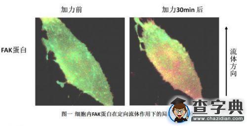大連理工實現國際首個細胞膜表面張力變化可視化2