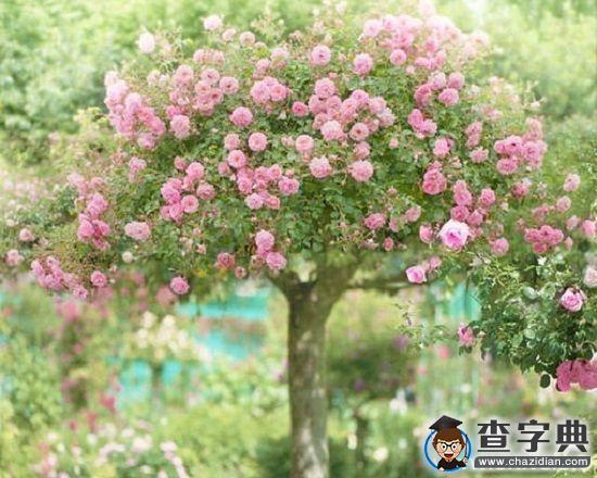 薔薇花開，靜聽流年1