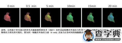 大連理工實現國際首個細胞膜表面張力變化可視化1