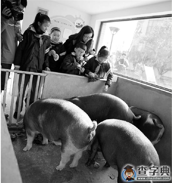 濮家小學：校園里養了兩個月的小豬何去何從1