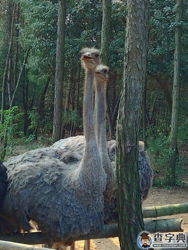 井大網通站游橘園1