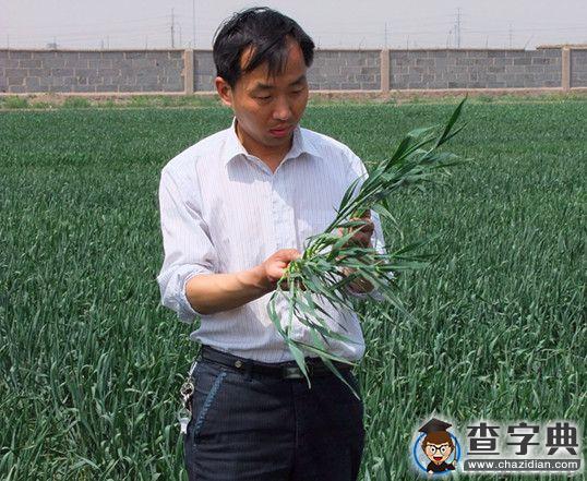 青島農大趙長星：因為熱愛，所以執著1