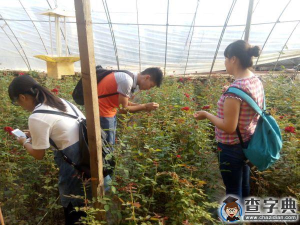 玫瑰園內，西農田園使者在行動2