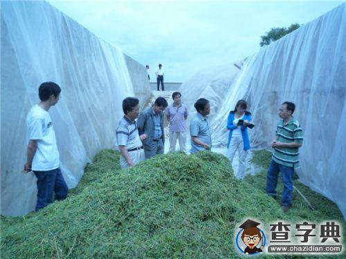蘭州大學青年教師科技支撐定西市牧草產業發展成效顯著1
