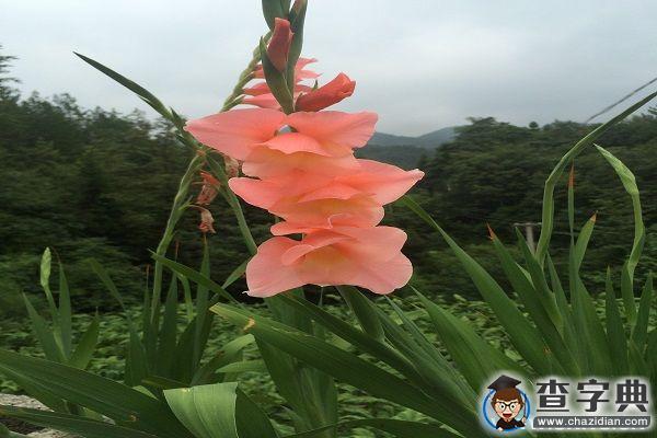 三下鄉中感悟千錘打：人生的縮影1