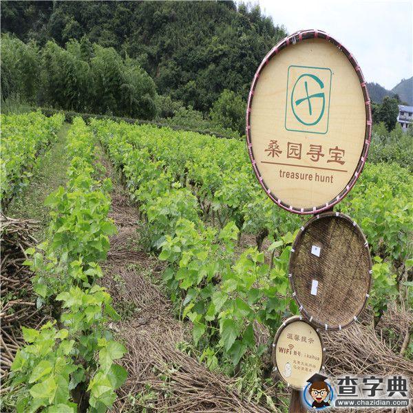 浙江樹人大學人文學院“精神探訪”暑期走進“醉美”開化8