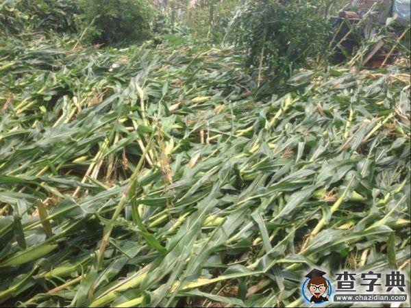 臺風走后，莊稼可好？農林學子在行動1