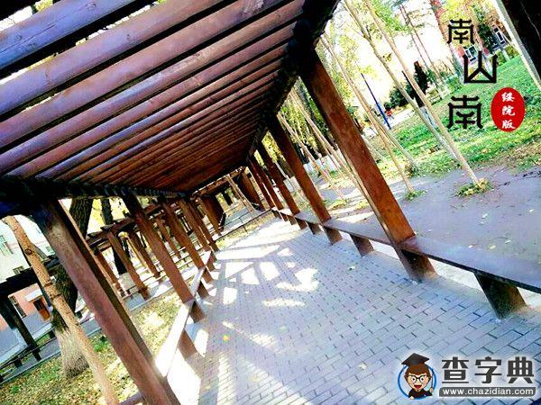 綏大版《南山南》憶紅樓，念重陽來襲8