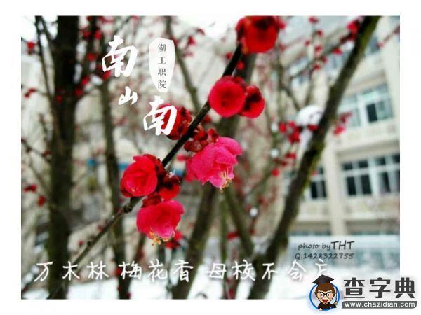 湖工職院版《南山南》火熱來襲12