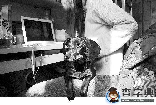 大學生養寵物！元芳，你怎么看？1