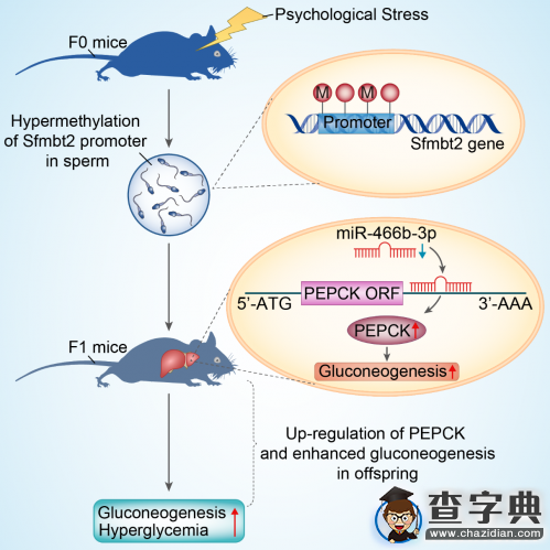 上海交大醫學院與附屬醫院合作成果在Cell發表1