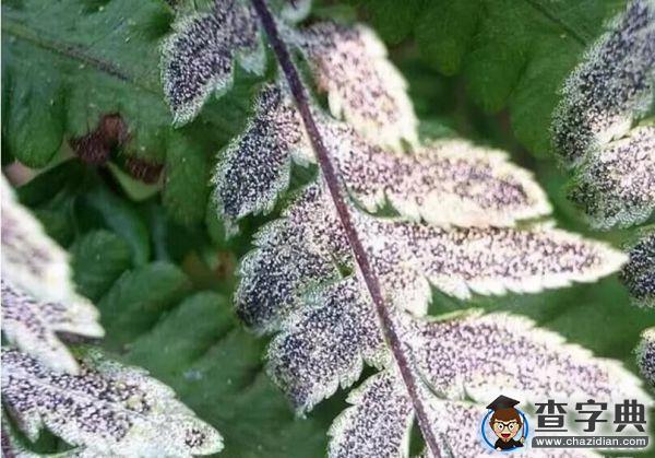 【3.12】植樹節，你今天種樹了嗎？6