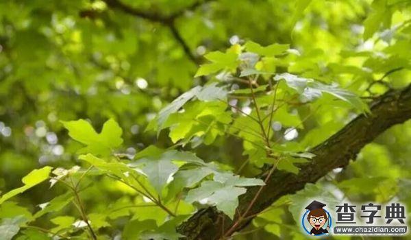 【3.12】植樹節，你今天種樹了嗎？3