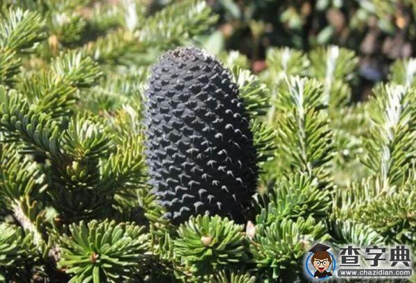 【3.12】植樹節，你今天種樹了嗎？5
