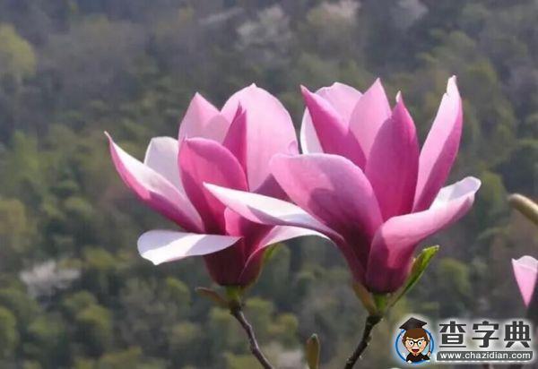 【3.12】植樹節，你今天種樹了嗎？1