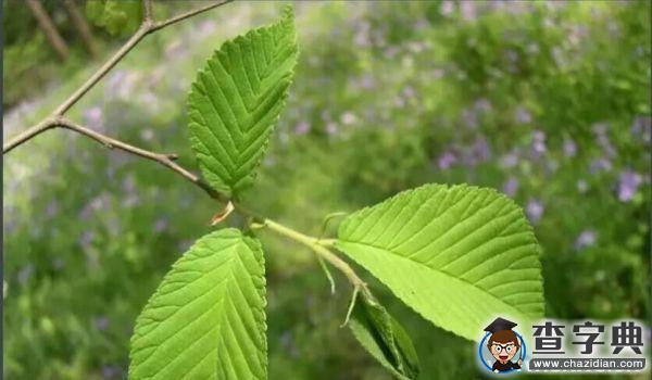 【3.12】植樹節，你今天種樹了嗎？7