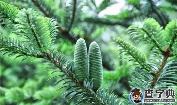 【3.12】植樹節，你今天種樹了嗎？2