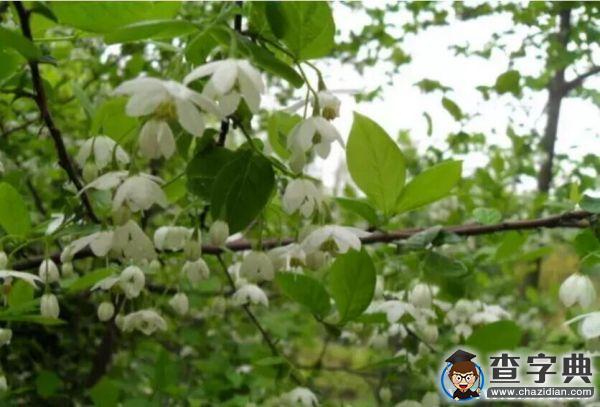 【3.12】植樹節，你今天種樹了嗎？8