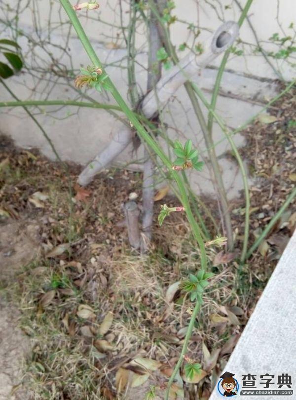 春朝三月 帶你看遍濱院“校花校草”6